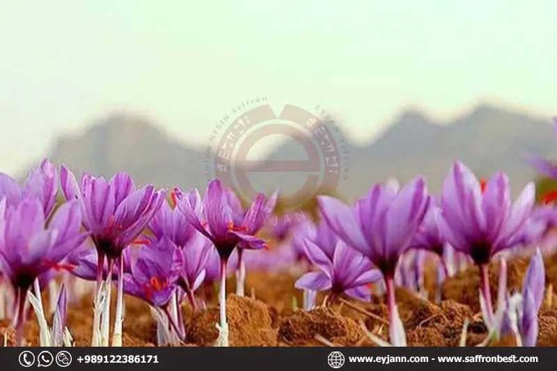 Why buy saffron from Iran?