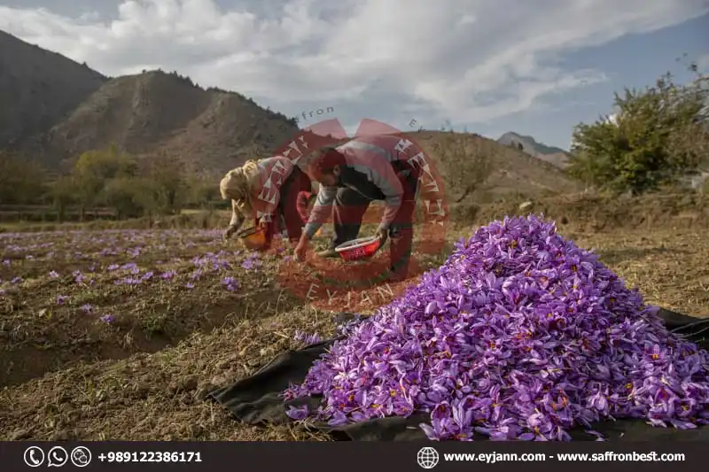 Buy saffron from Iran from farmer 