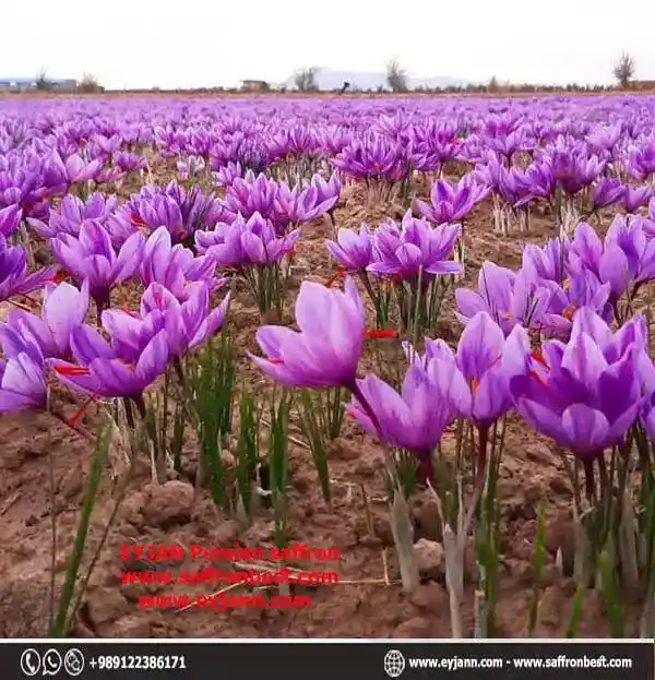How can we recognize the original Iranian saffron