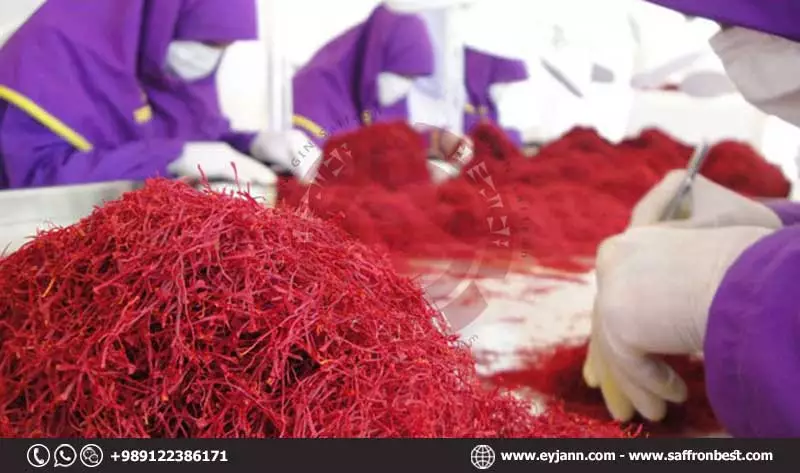 Iranian saffron producer company with advanced processing technology
