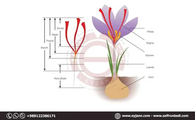 Especificación botánica del azafrán iraní