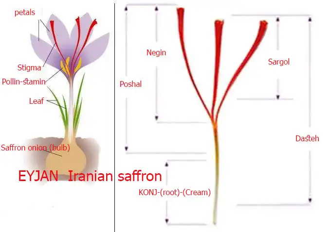 Diferentes calidades de azafrán iraní