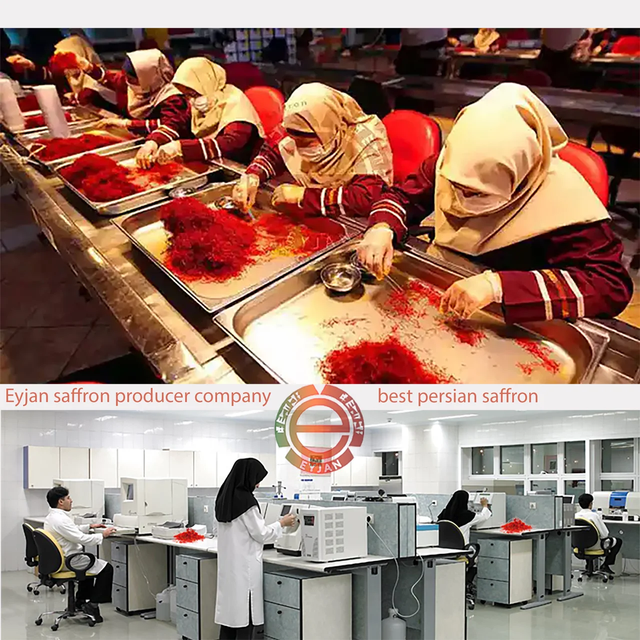 伊朗藏红花工厂