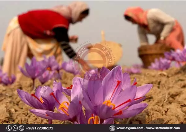 saffron cultivation
