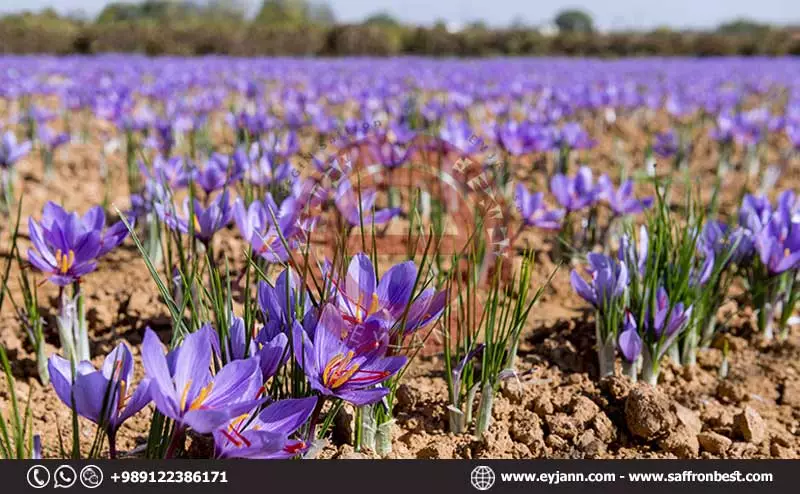 saffron producer manufacturing natural saffron