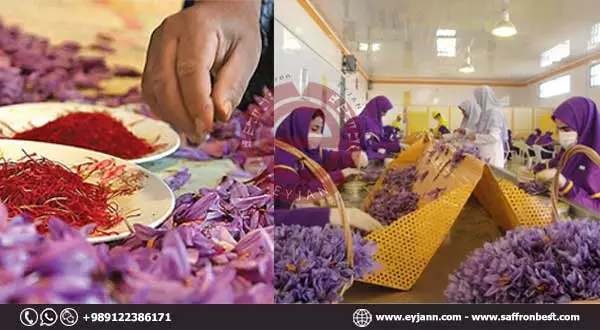 saffron supplier from Iran 9