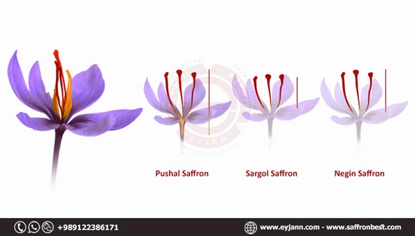 diffreence between Negin saffron and Sargol saffron